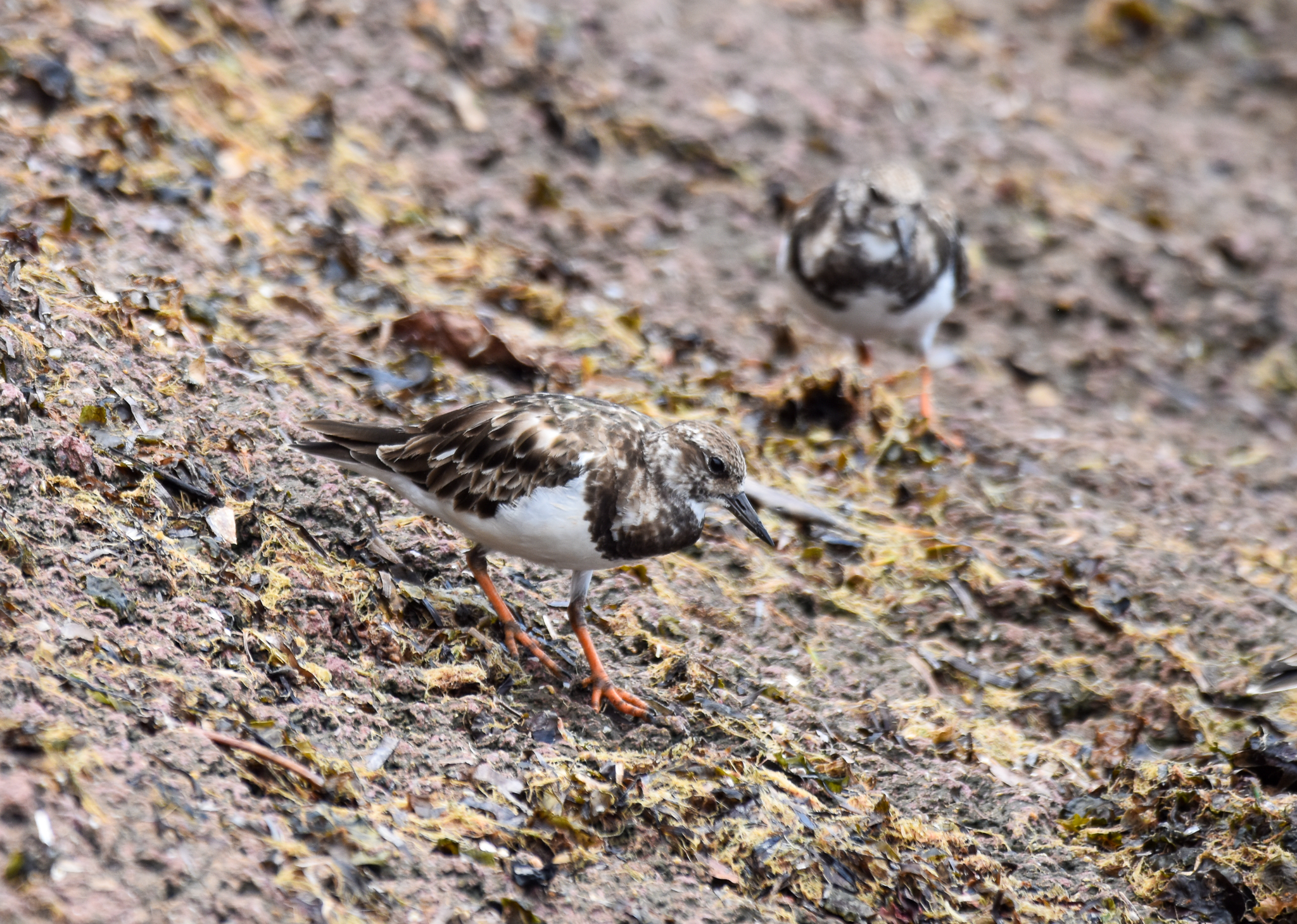 Ruddy Turnstones