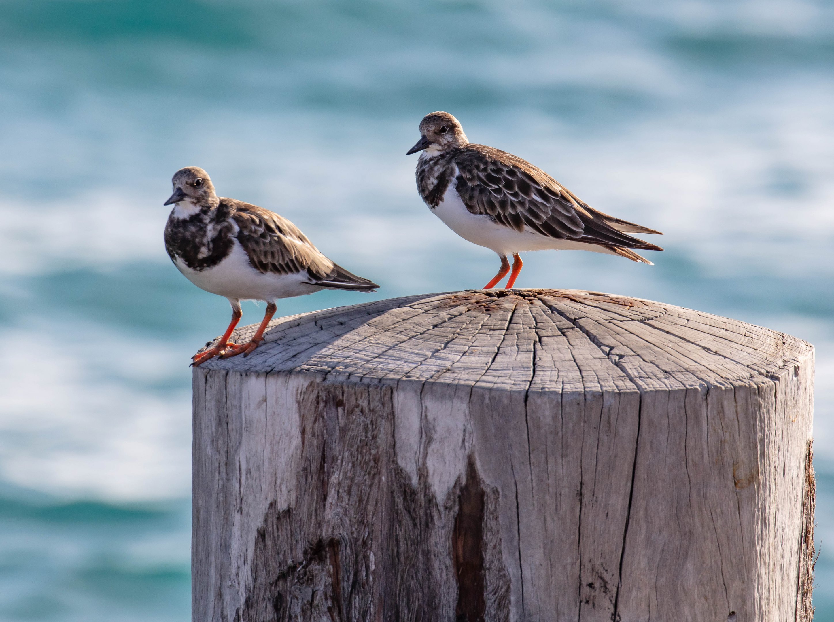 Ruddy Turnstones