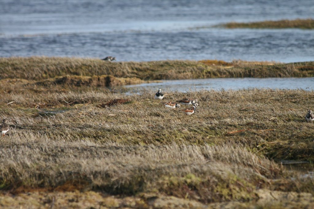 Ruddy Turnstones