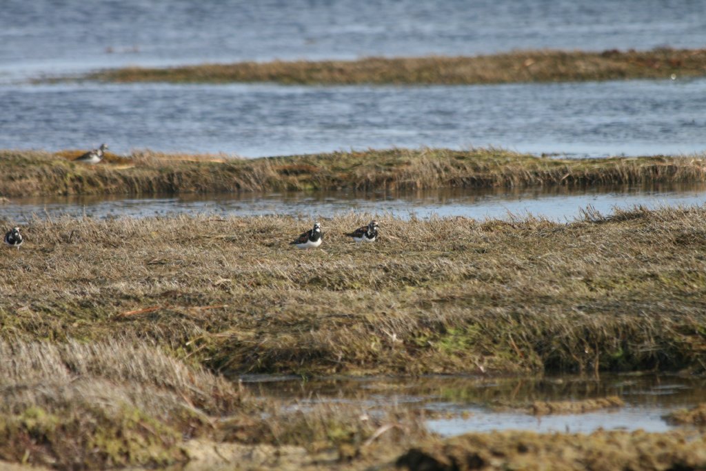 Ruddy Turnstones