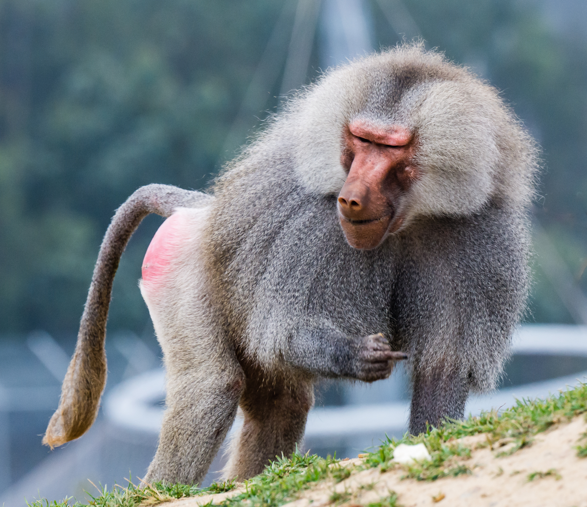 Rude Baboon