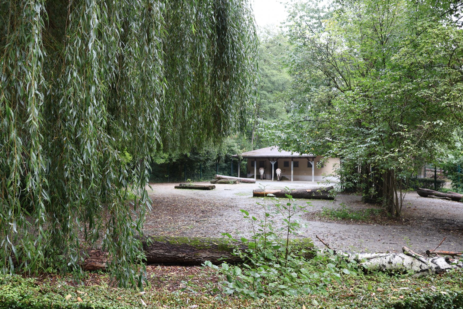 Rude Hartmann's Mountain Zebra (Equus zebra hartmannae)