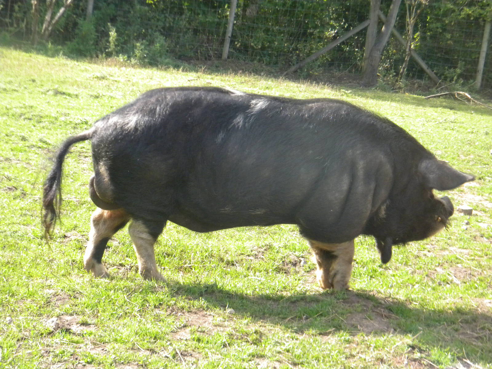 Rudolph the Kune kune Pig at Blackpool Zoo 05/08/11