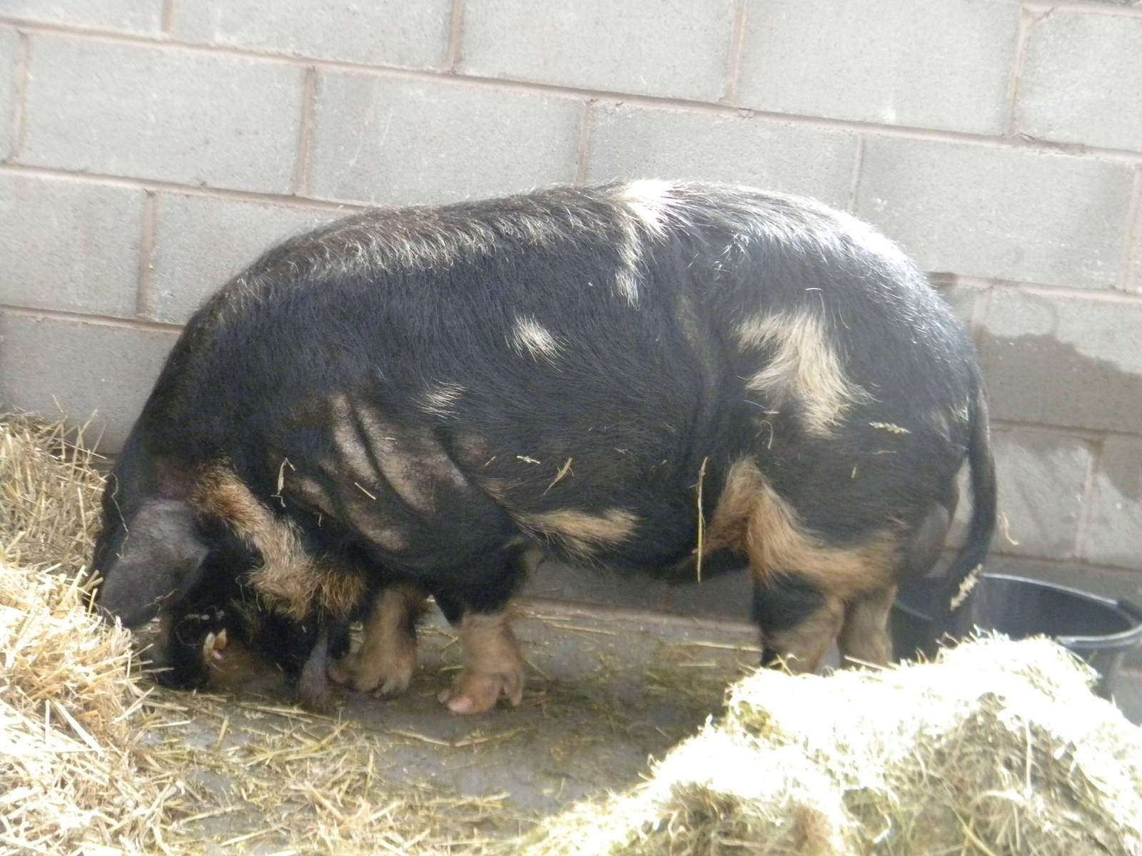 Rudolph the Kune Kune Pig at Blackpool Zoo 10th April 2011