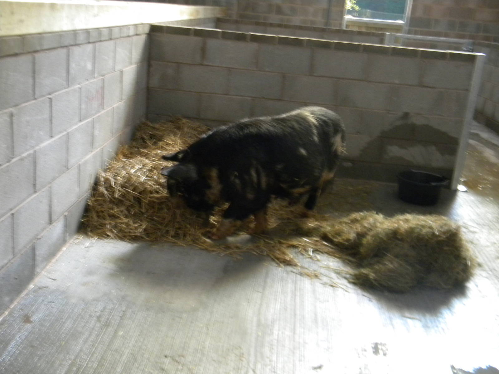 Rudolph the Kune Kune Pig at Blackpool Zoo 9th April 2011