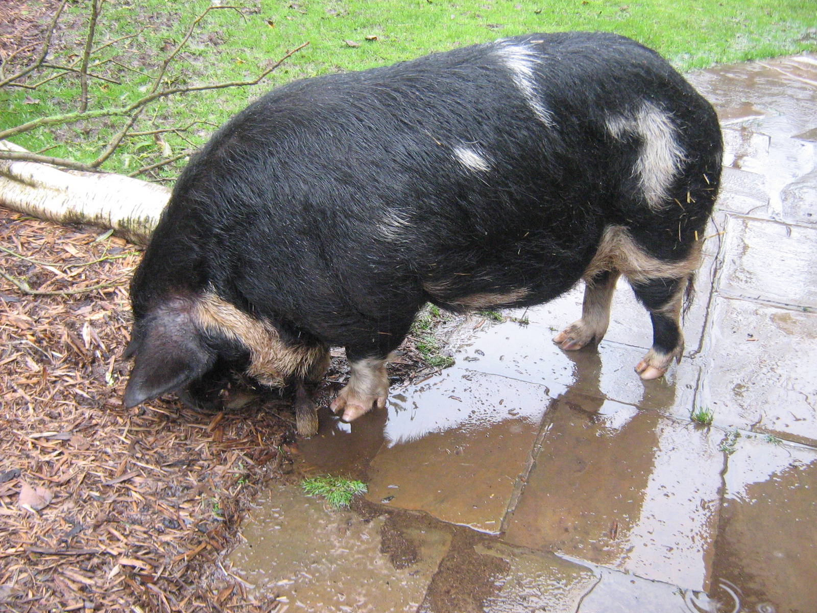Rudolph The Male Kune Kune Pig.