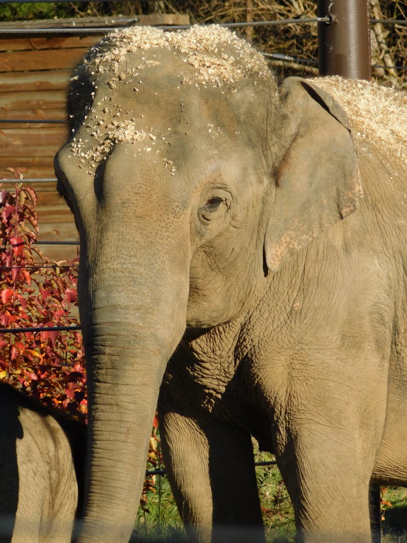 Rudy 20-year-old female Asian Elephant (Elephas maximus) December 2021