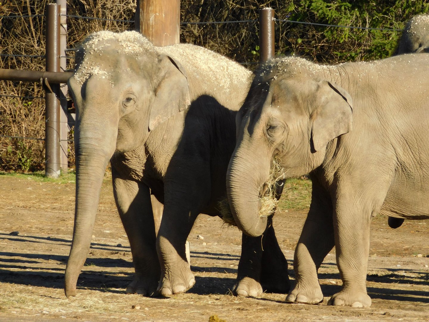 Rudy and Sunny female Asian Elephants (Elephas maximus) December 2021