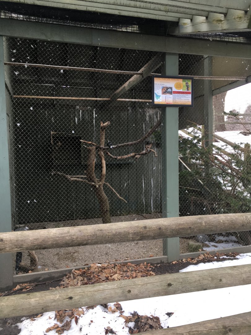 Rudy the Red tailed Hawk