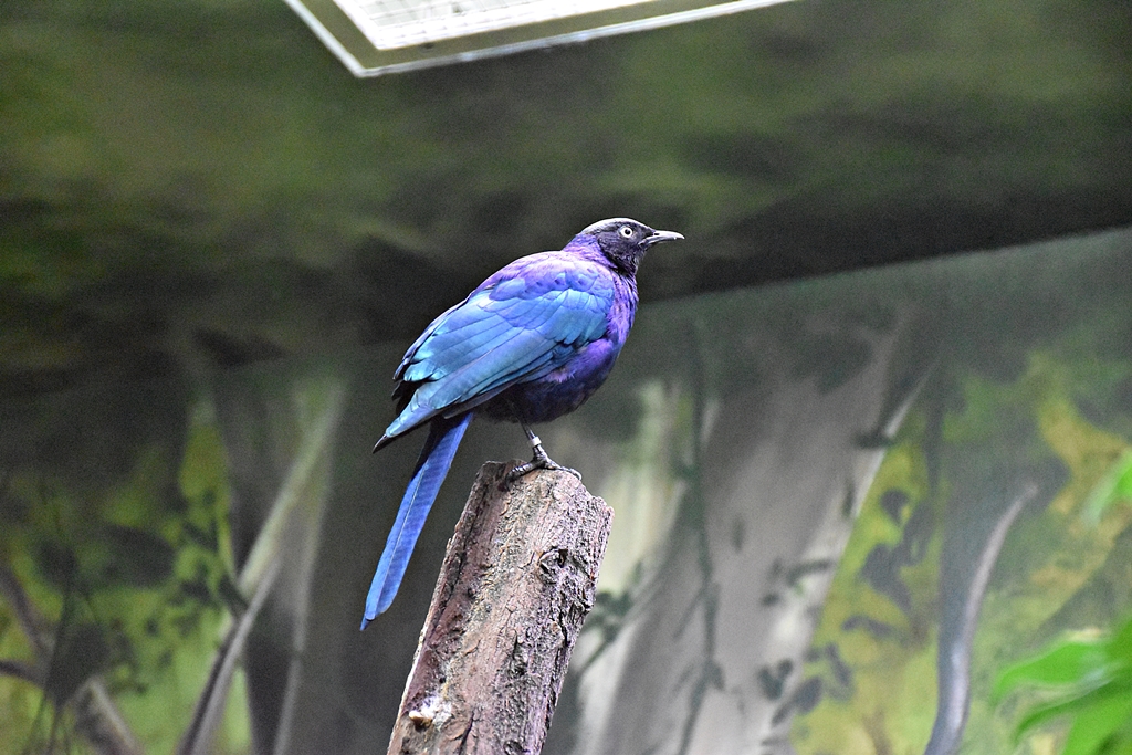 Ruepell's Glossy-Starling