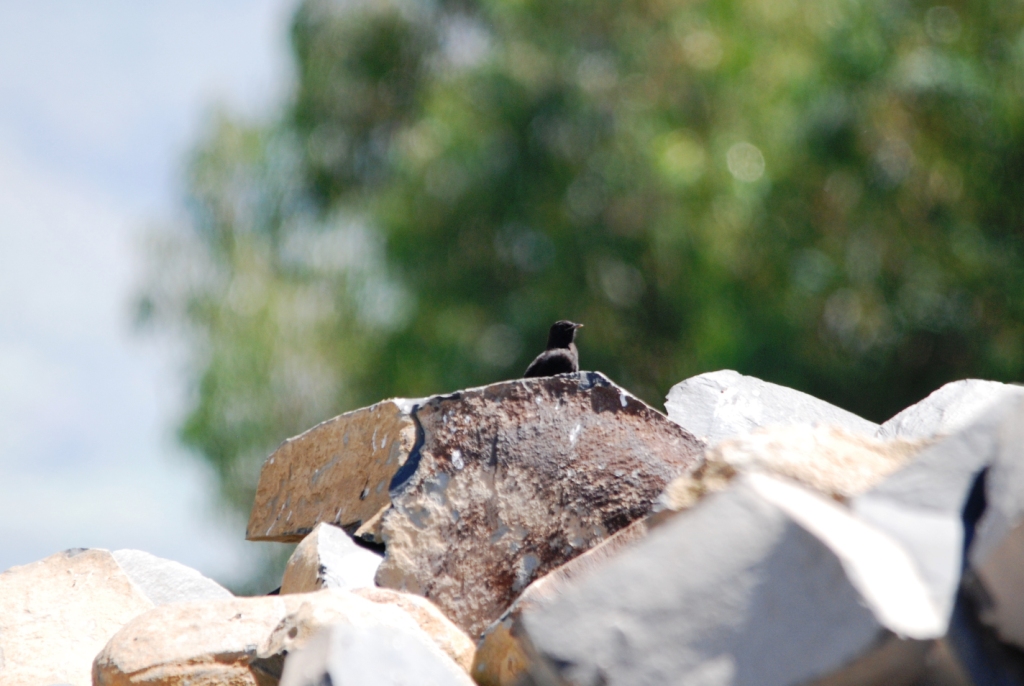 Rueppell's Black Chat at Debre Libanos Gorge, Ethiopia, 18/10/14