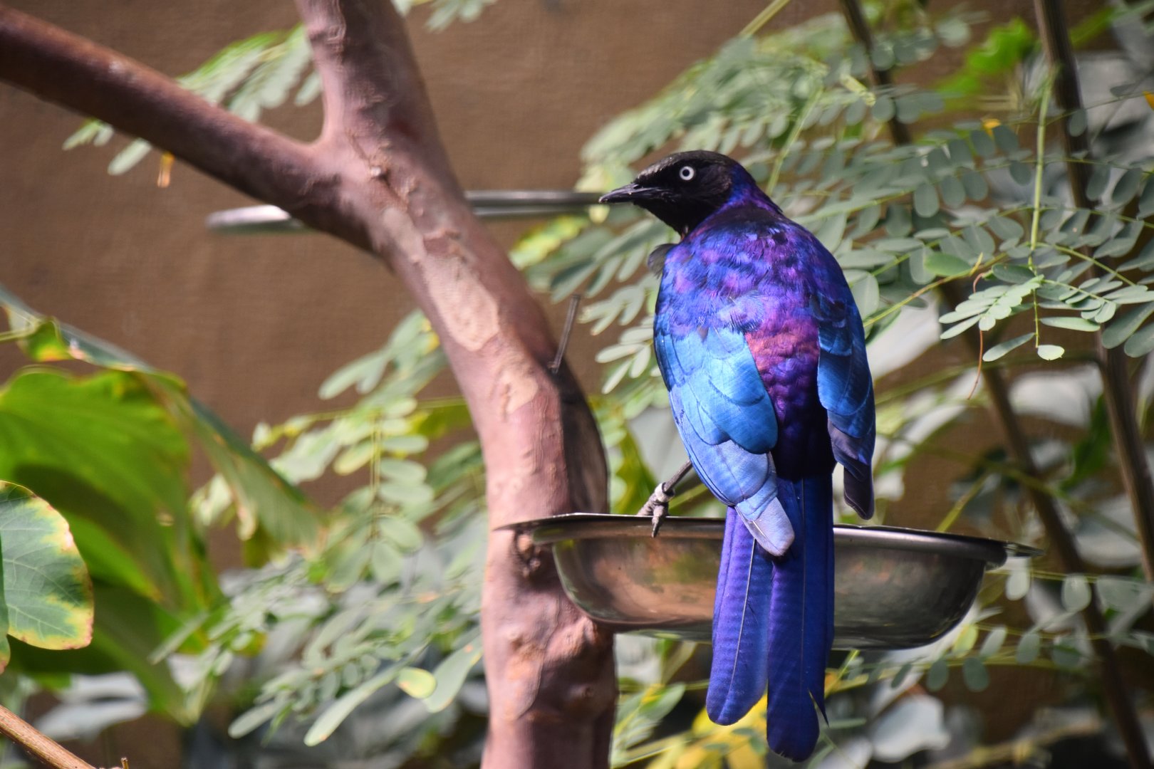 Rueppell's glossy starling, Lamprotornis purpuroptera