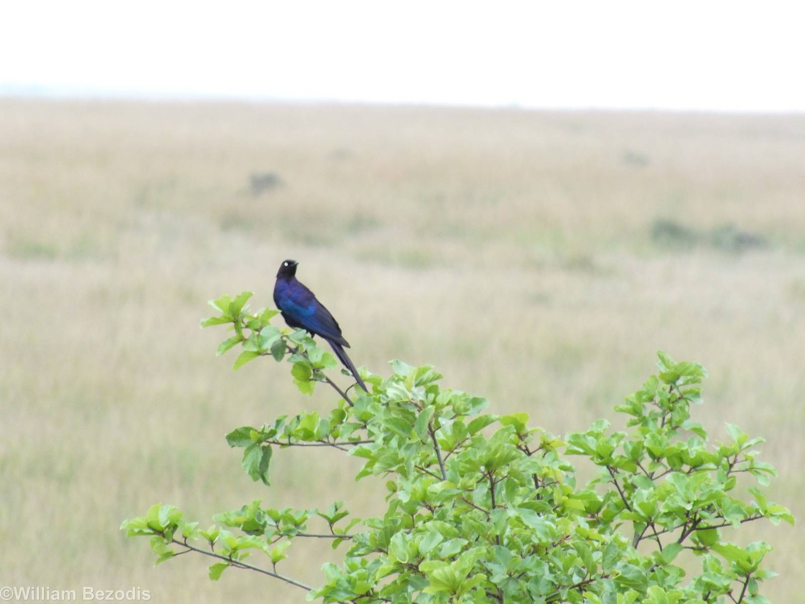 Rueppell's glossy-starling - Maasai Mara