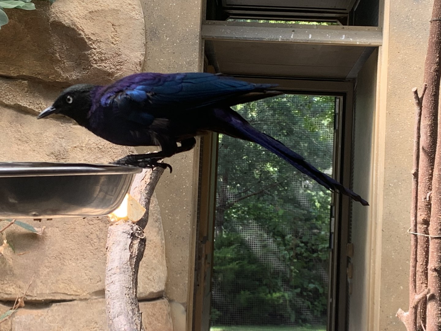 Rueppell's Glossy Starling
