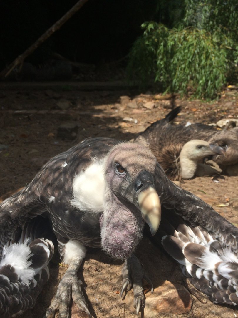 Rueppell's griffon vulture and griffon vulture?