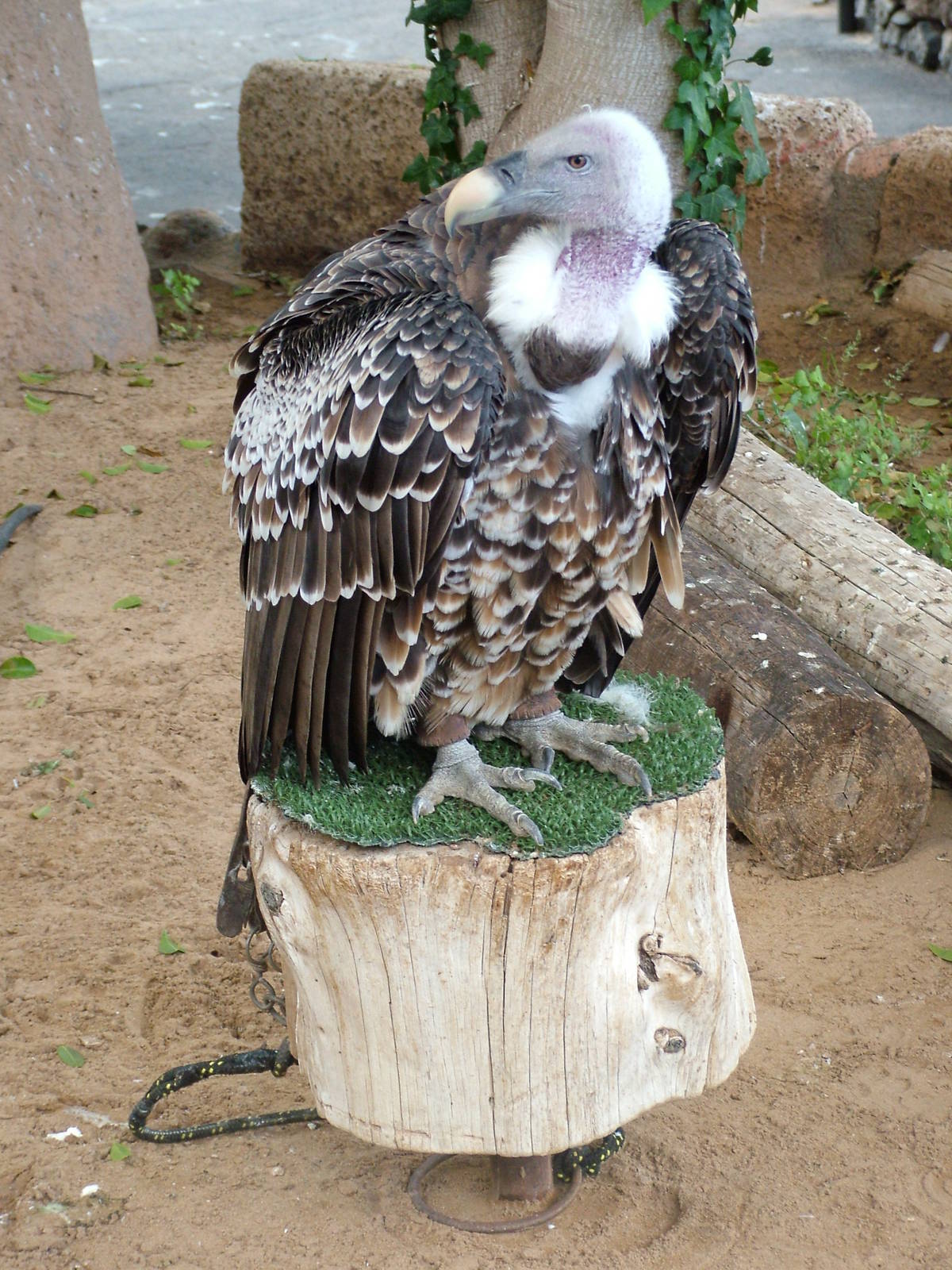 Rueppell's Griffon Vulture at Jungle Park (Las Aguilas), 13/11/10