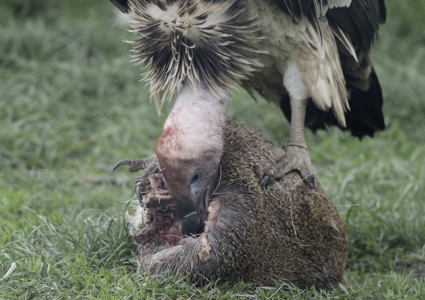 Rueppell's griffon vulture feeding