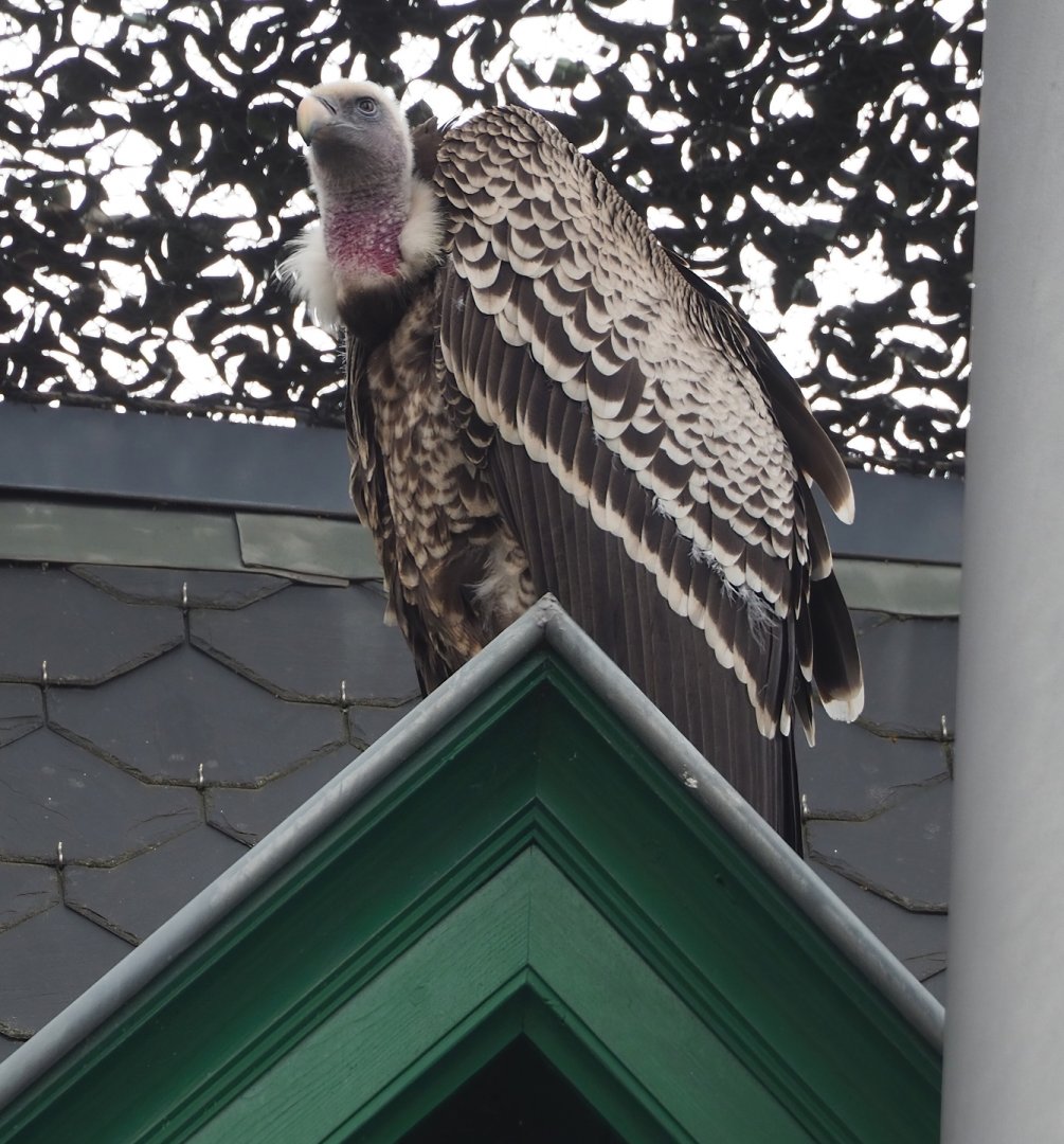 Rueppell's griffon vulture (Gyps rueppelli rueppelli), 2023-04-08