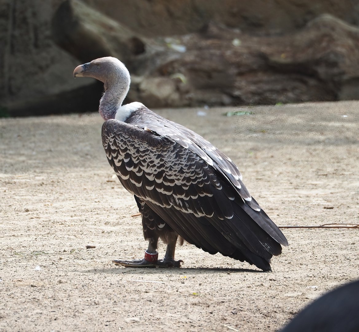 Rueppell's griffon vulture (Gyps rueppelli rueppelli), 2023-07-22