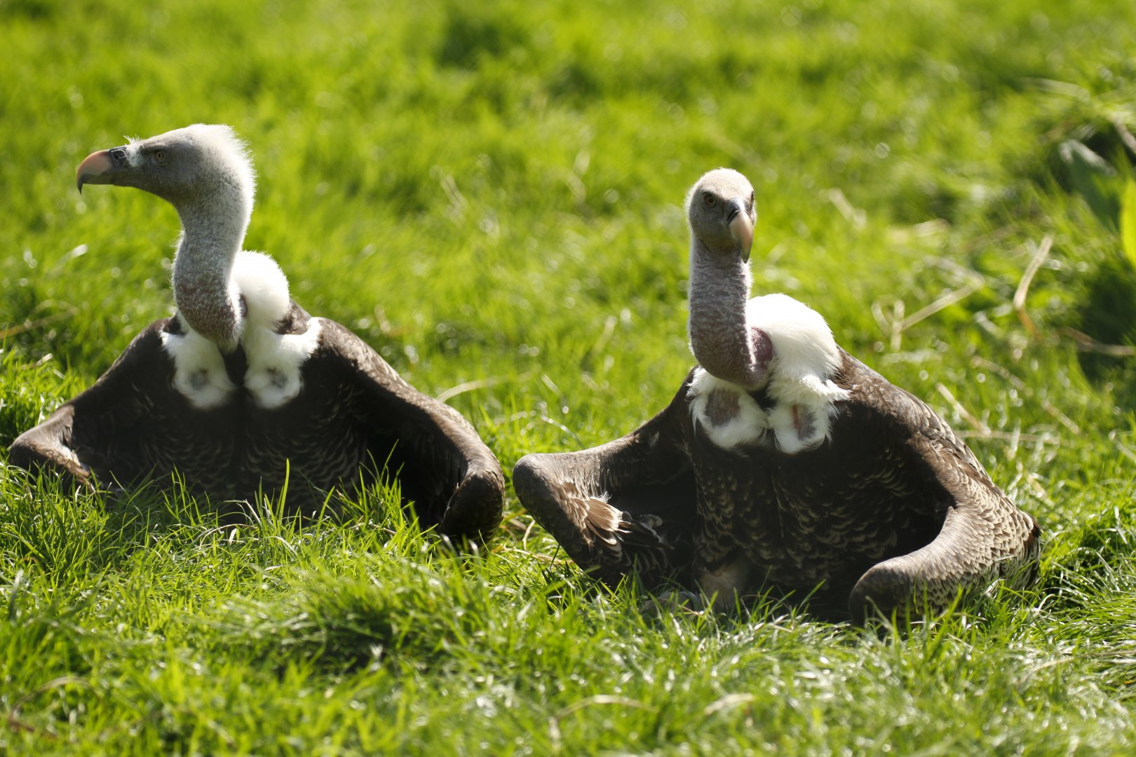 Rueppell's griffon vulture (Gyps rueppelli rueppelli)