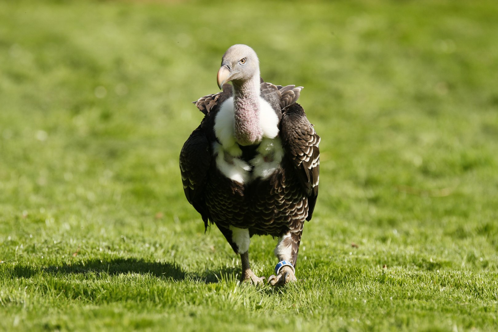 Rueppell's griffon vulture (Gyps rueppelli rueppelli)