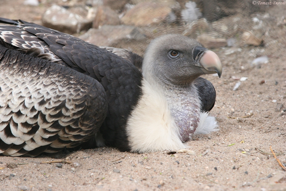 Rueppell's Griffon Vulture (Gyps rueppellii rueppellii)