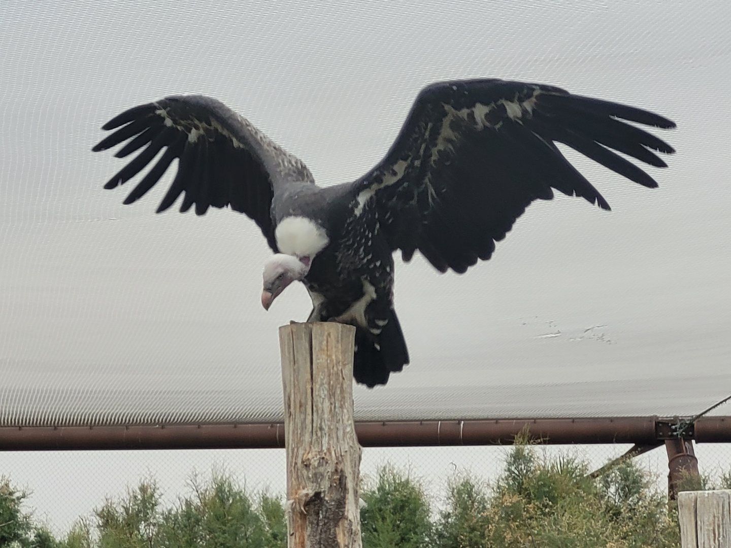 Rueppell's griffon vulture -Réserve Africaine de Sigean (2022)