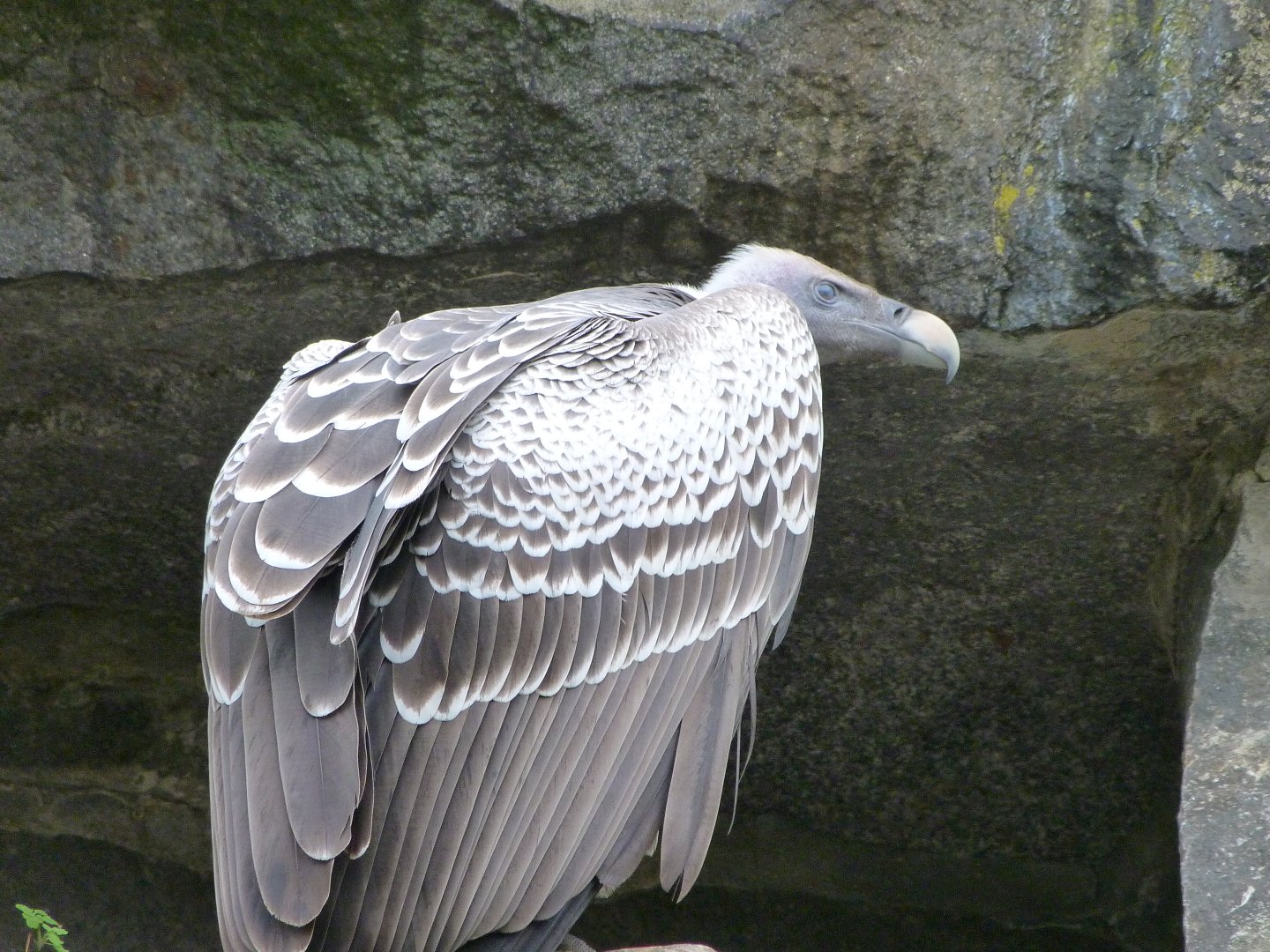 Rüeppell's griffon vulture -Tierpark Berlin (2024)