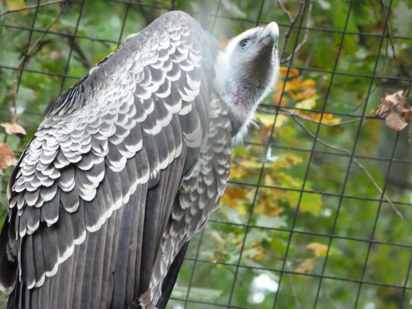 Rueppell's griffon vulture -Zoologischer Garten Berlin (2024)