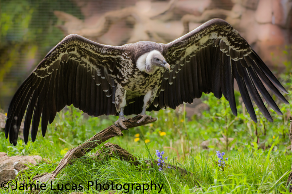 Rueppell's griffon vulture