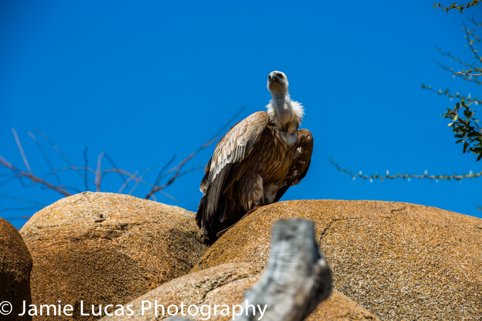 Rueppell's griffon vulture