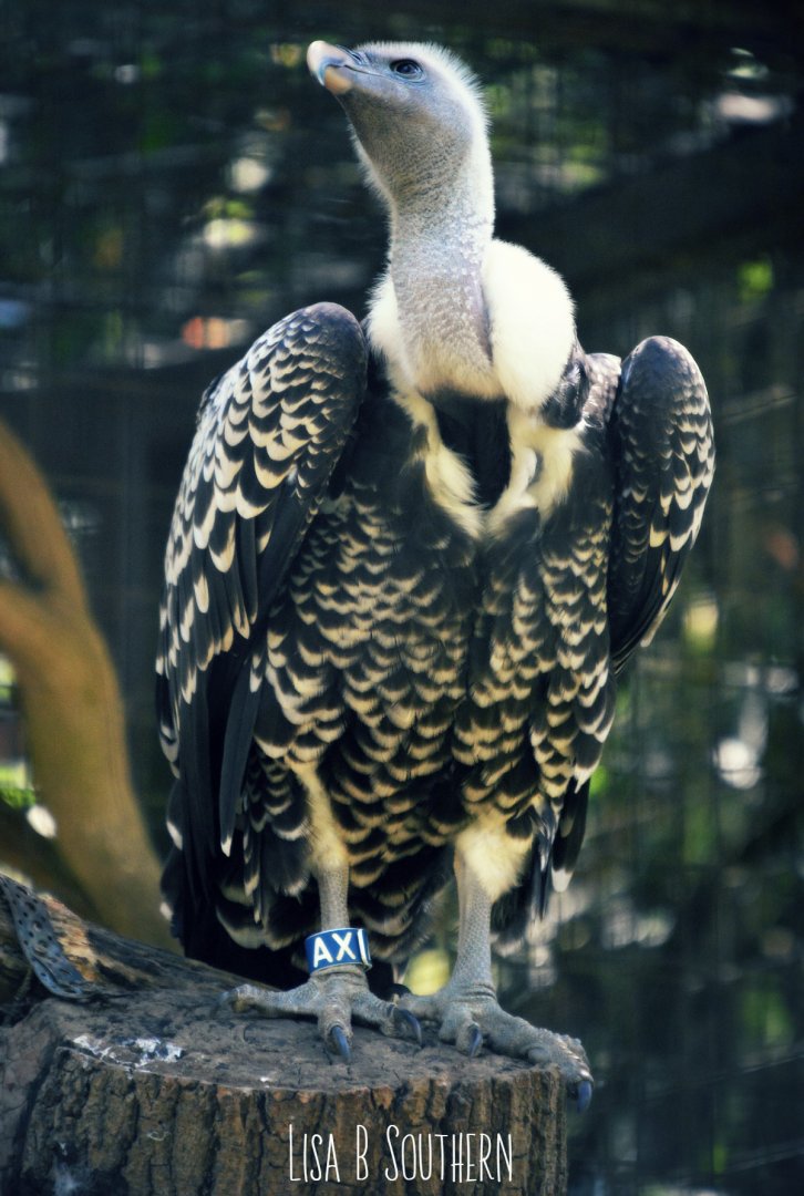 Rueppell's griffon vulture