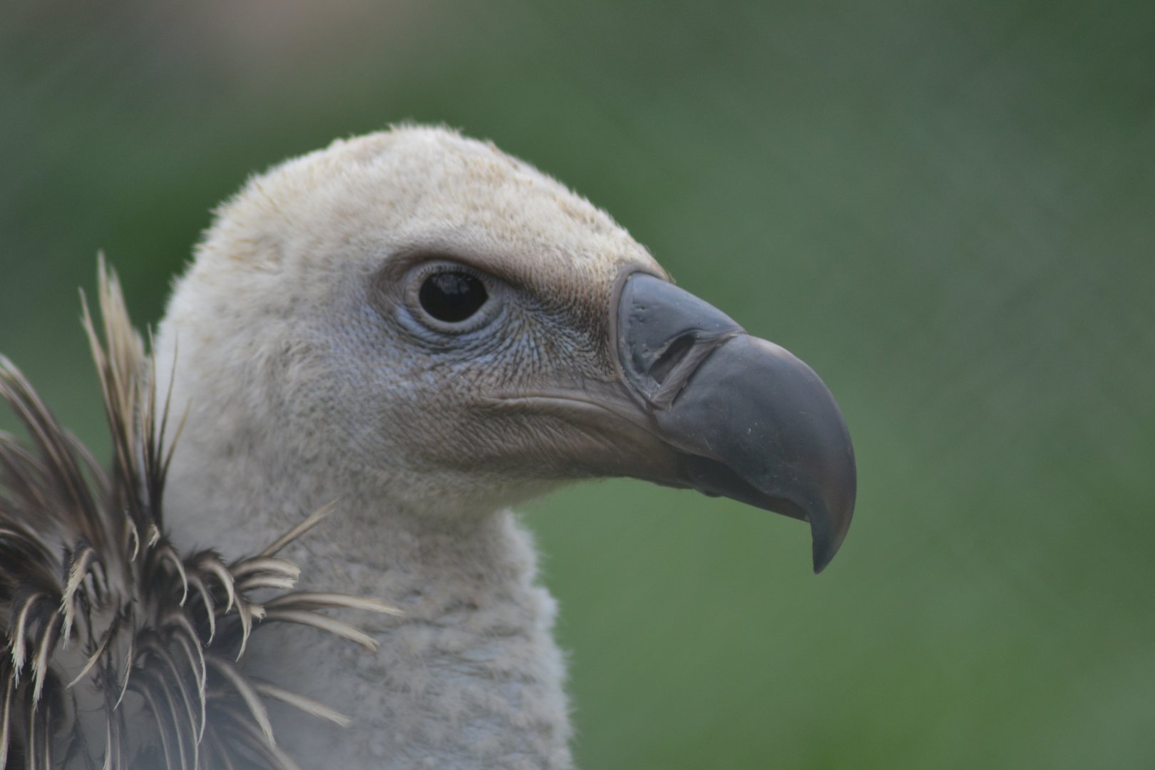Rueppell's griffon vulture