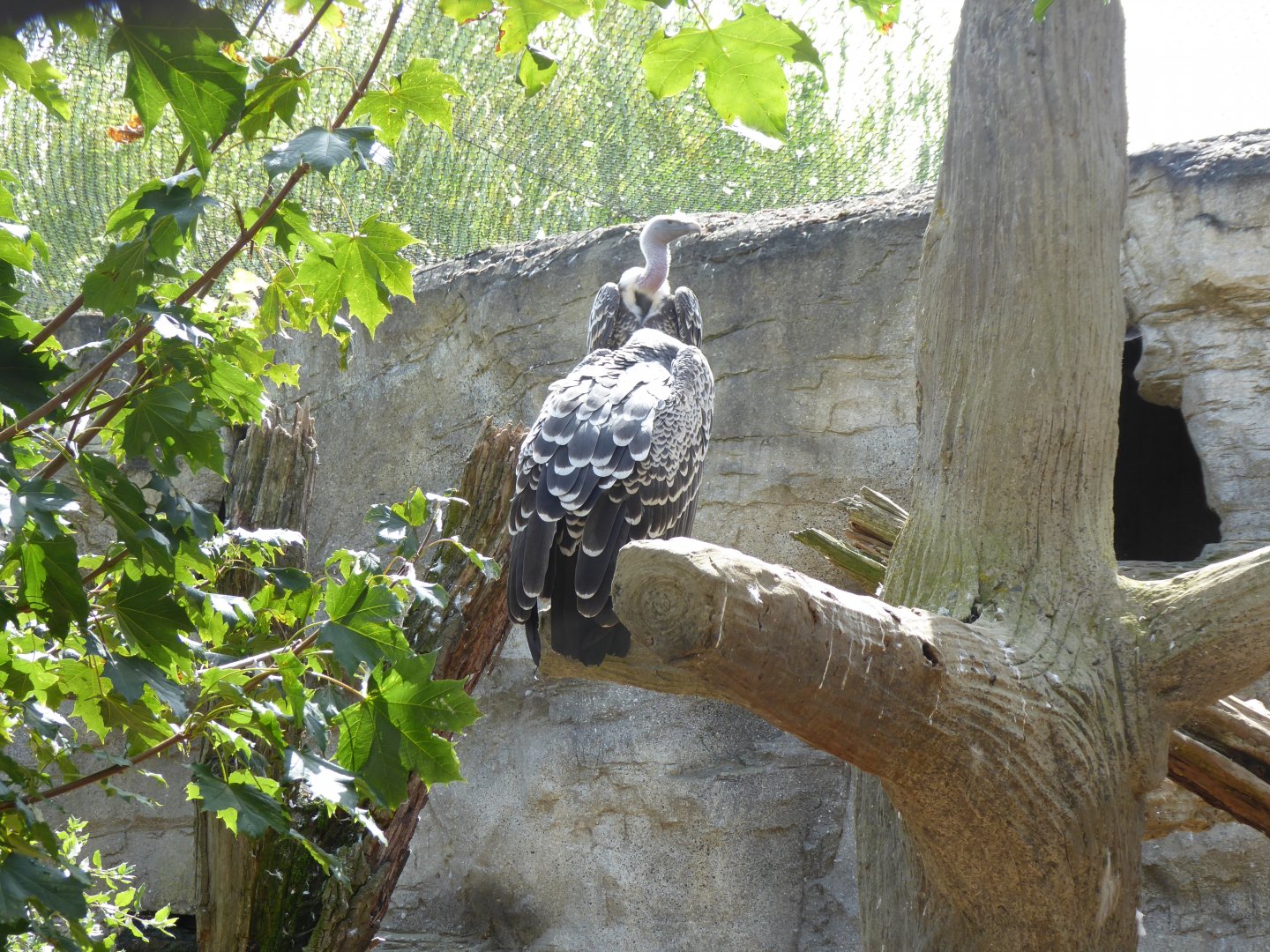 Rueppell's griffon vultures 050819