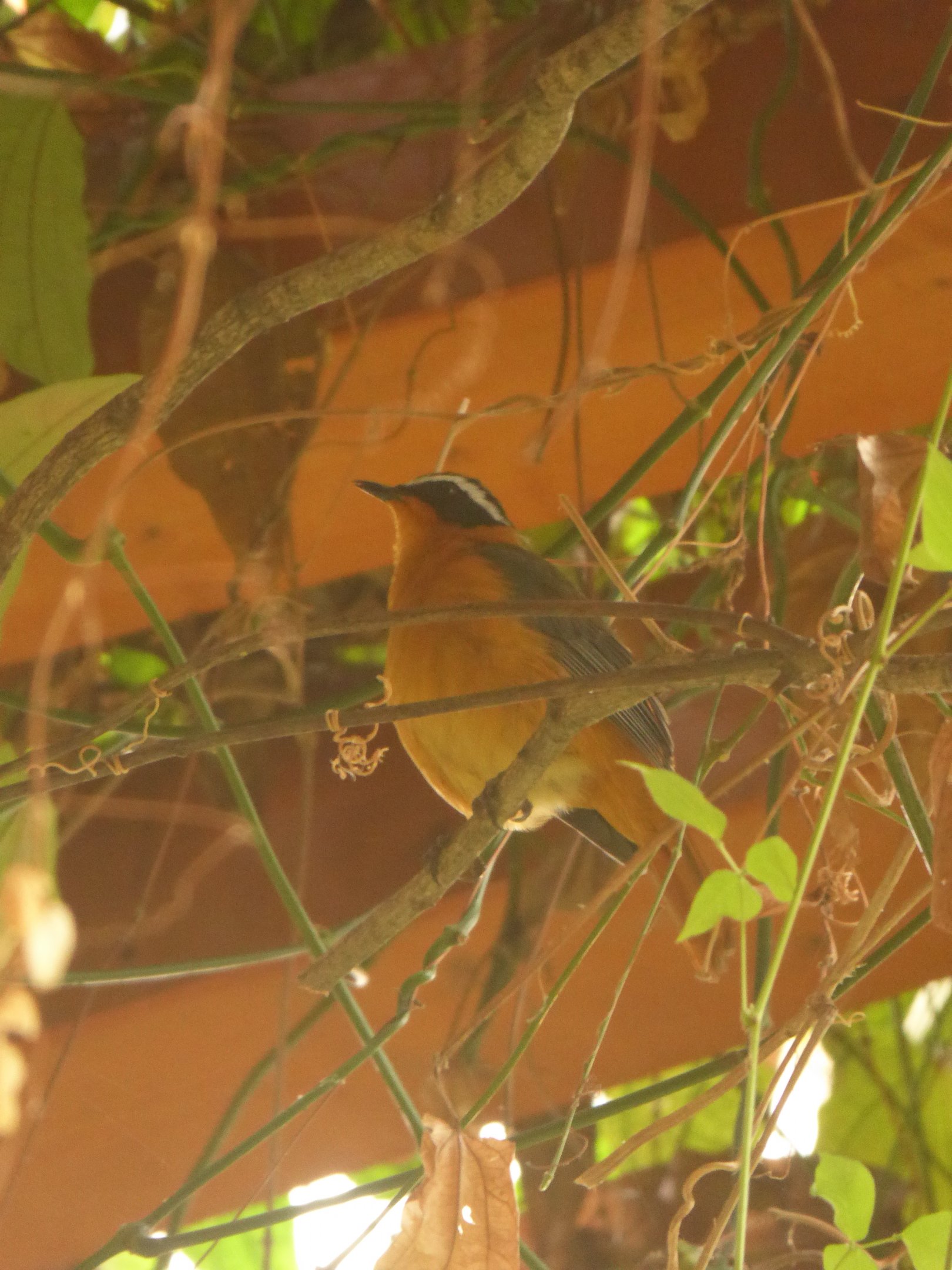 Rueppell's Robin-chat (Cossypha semirufa) at Zoo Wroclaw - 26th September 2019