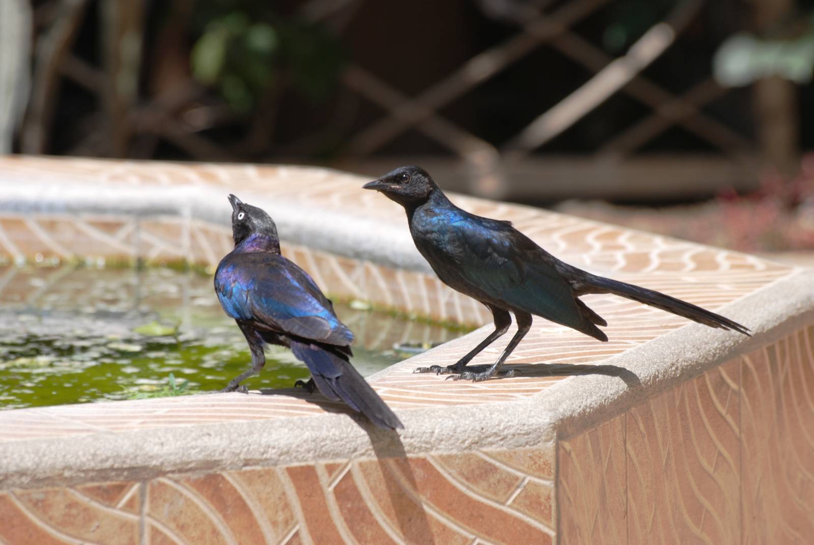 Rueppell's Starlings at Ziway, 13/10/14