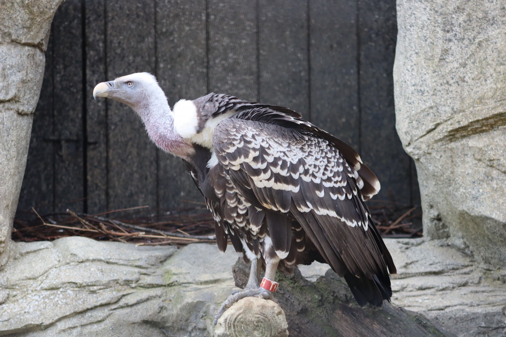 Rueppell's vulture - 1 July 2021