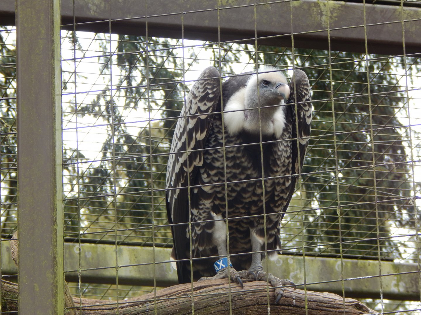 Rueppells vulture 210421