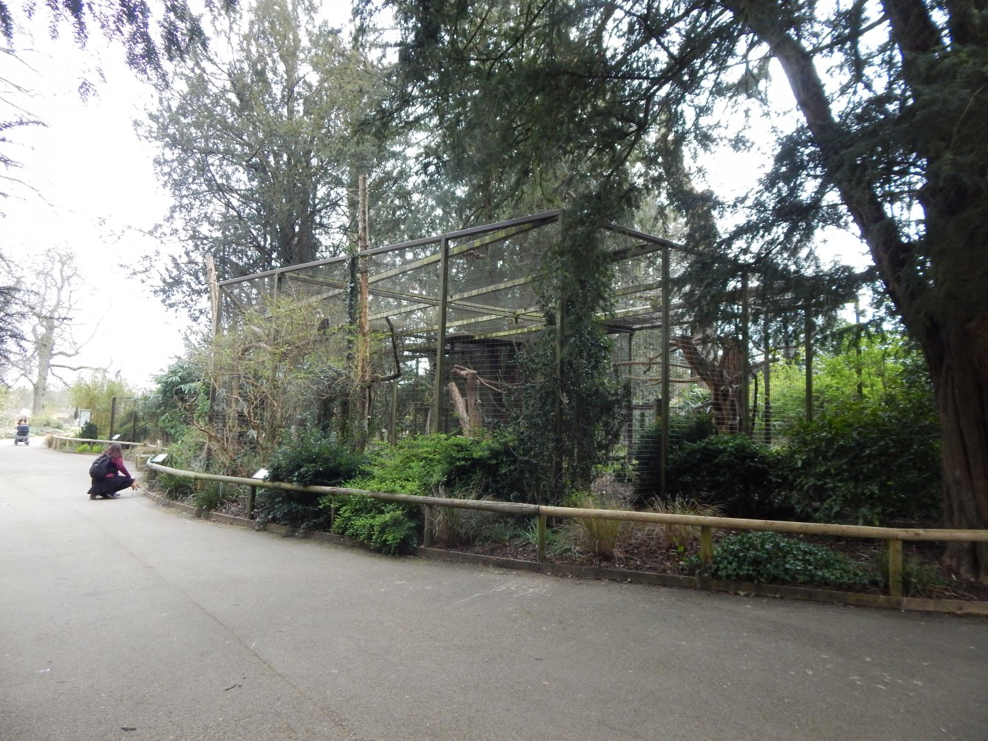 Rueppells vulture aviary 210421