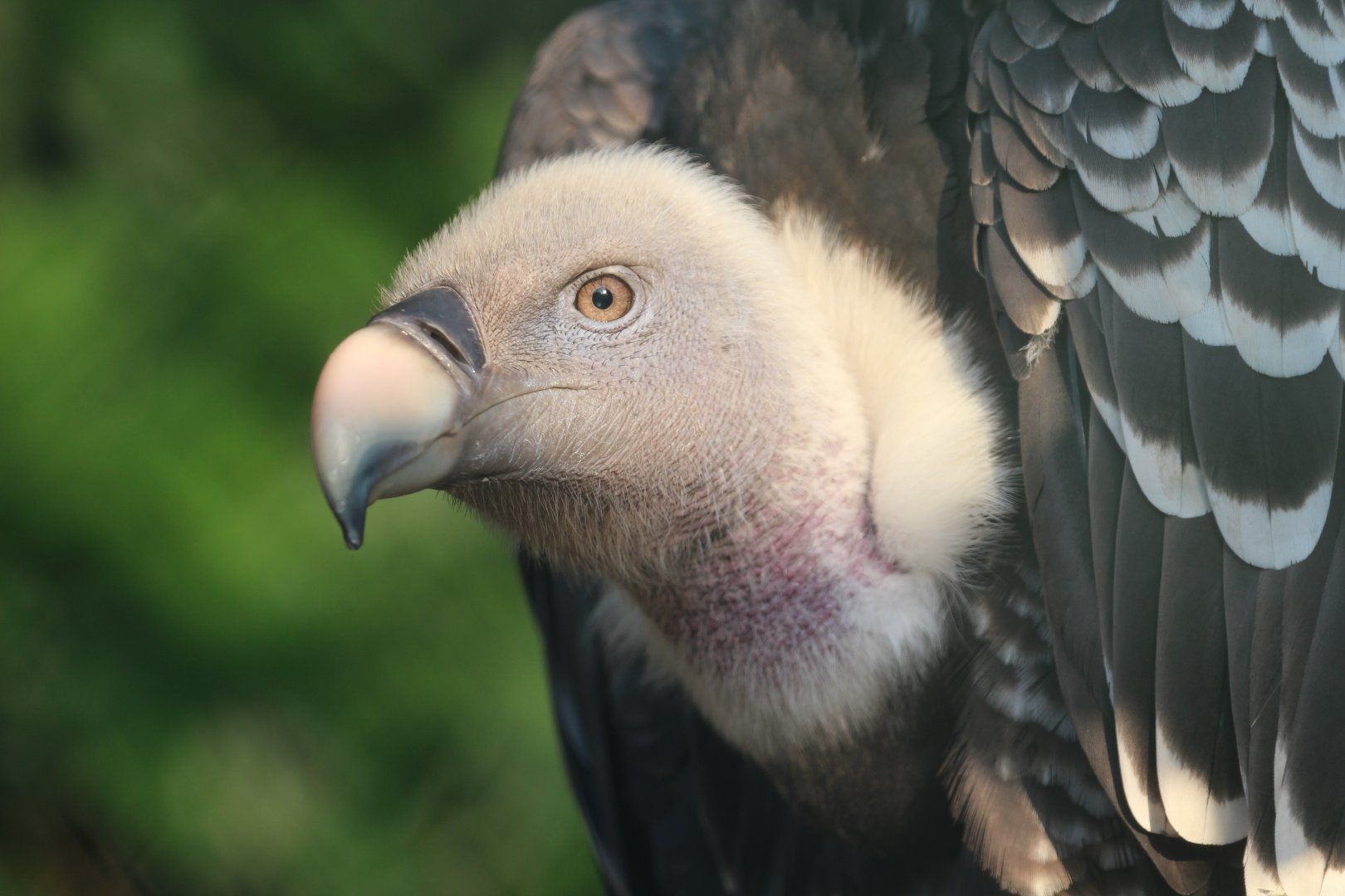 Rueppell's Vulture