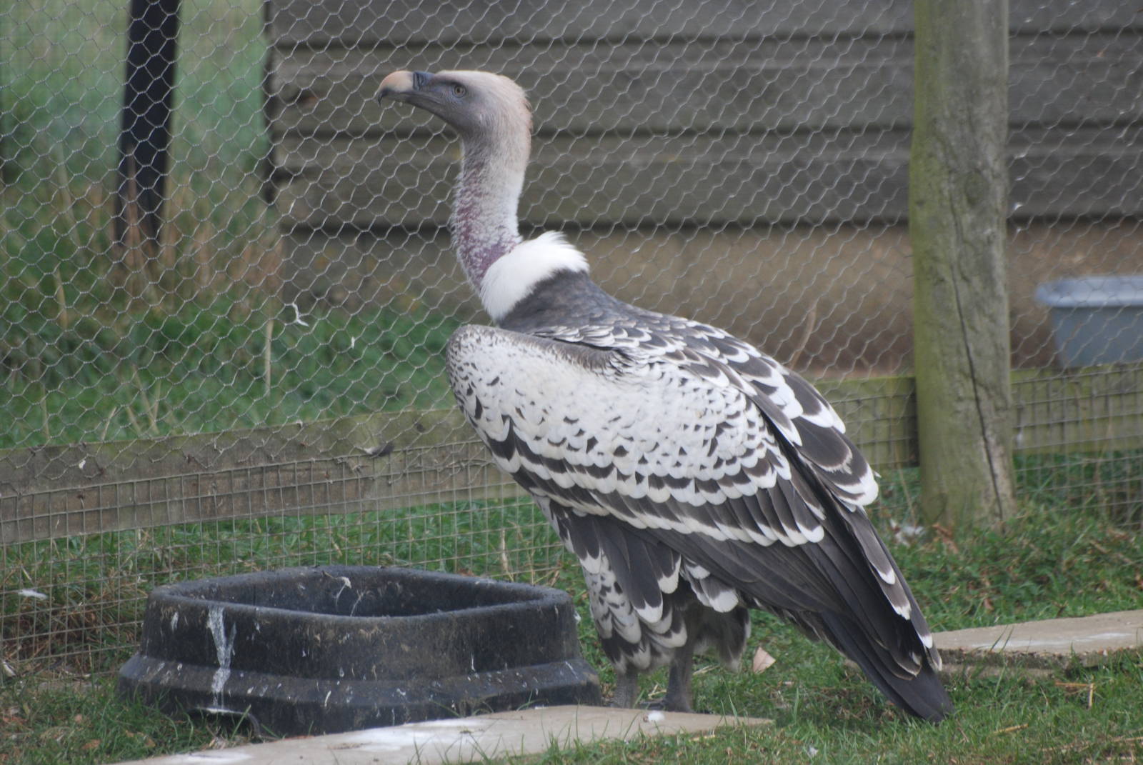 Rueppel's Griffon Vulture at Hamerton, 08/10/11