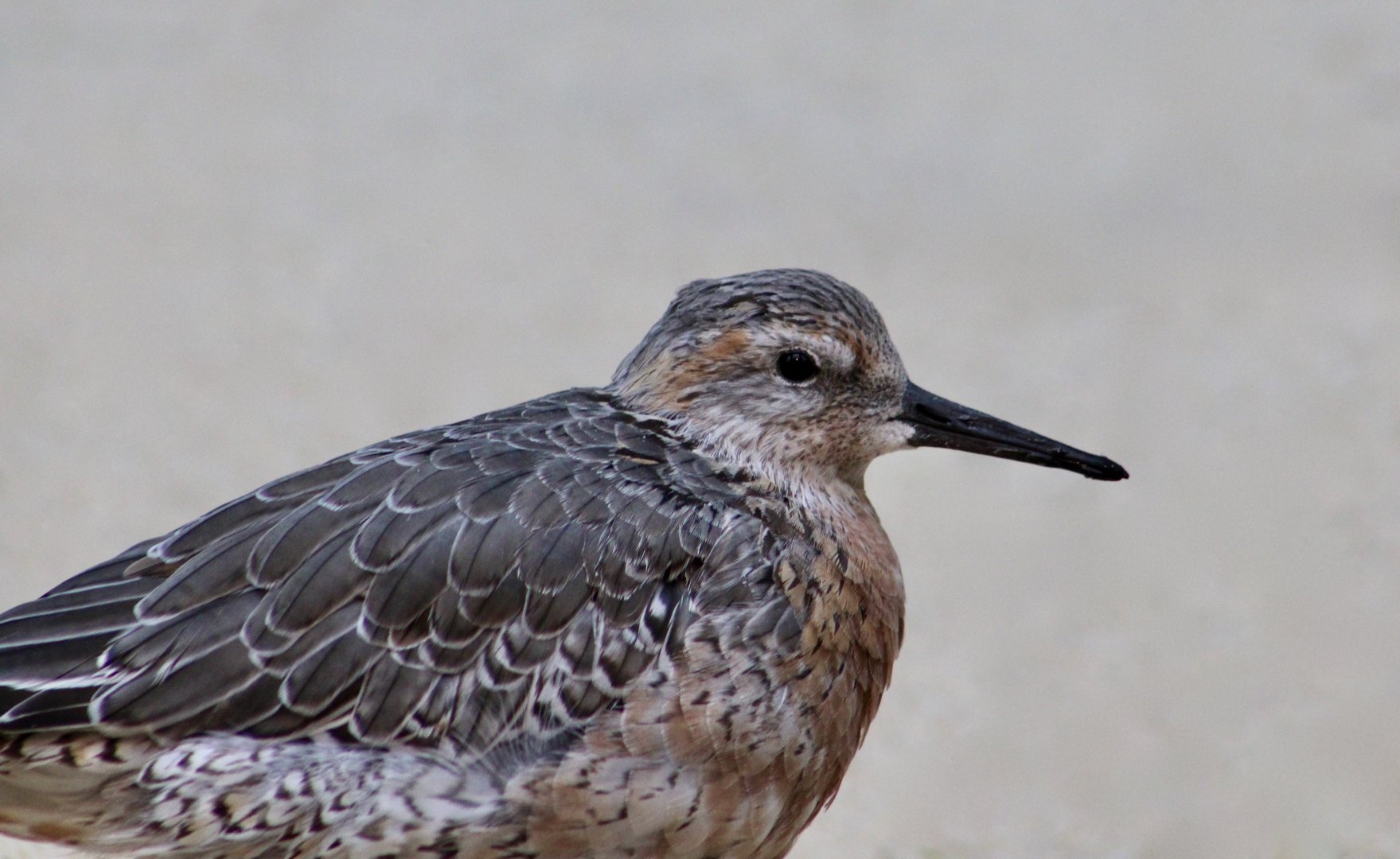 Rufa Red Knot (Calidris canutus rufa)