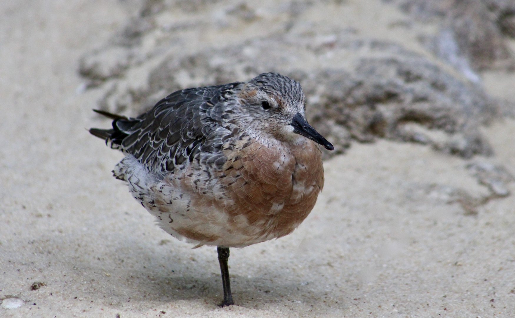 Rufa Red Knot (Calidris canutus rufa)