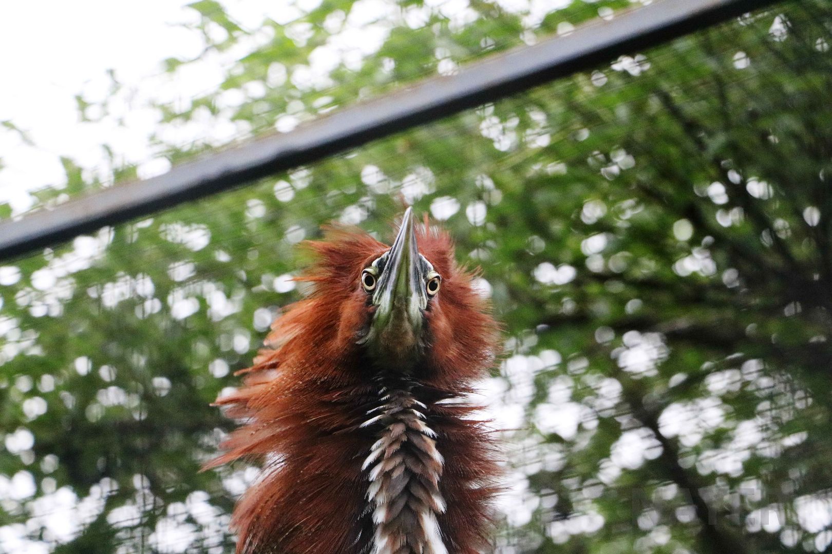 Rufescent tiger heron, April 2016