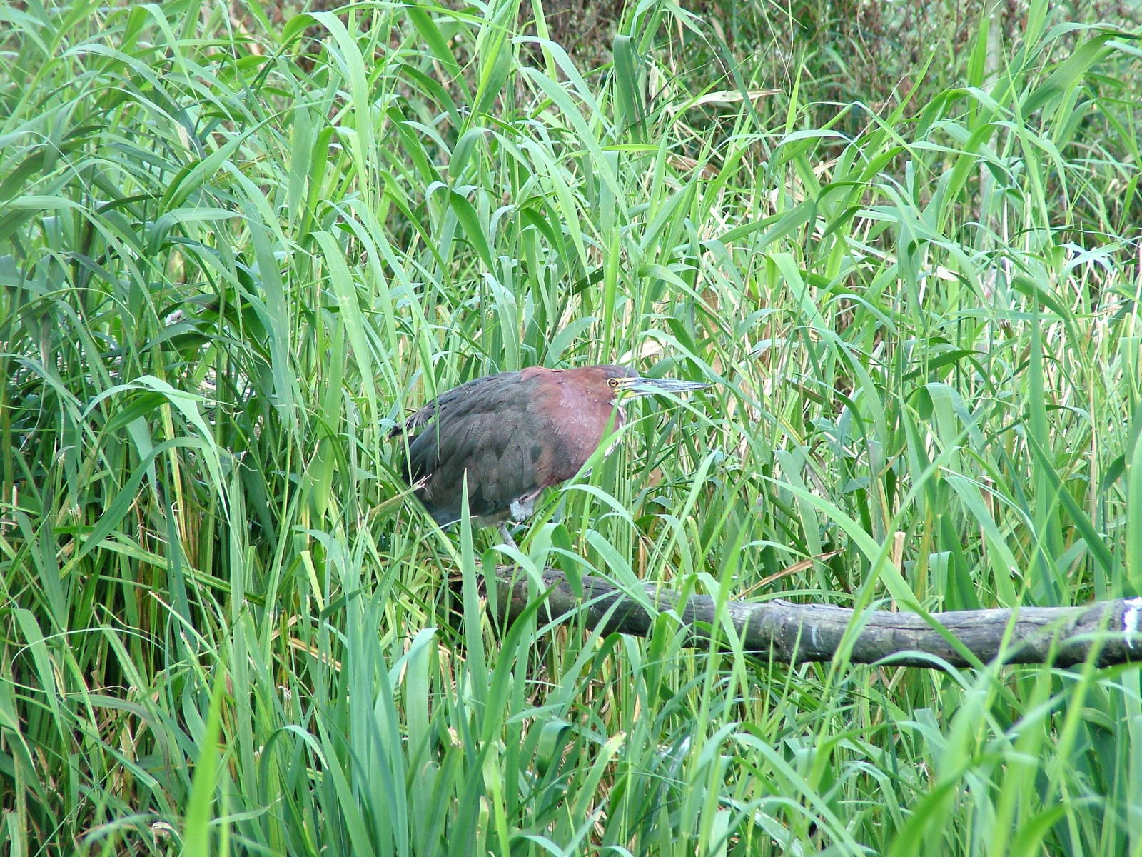 Rufescent Tiger Heron at Niendorf 05/09/07