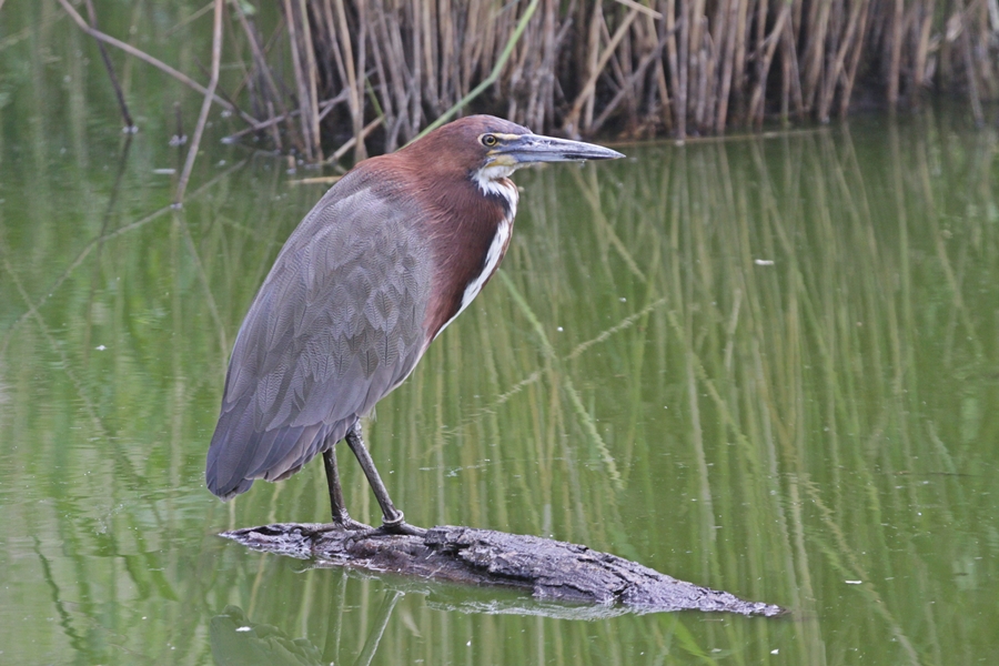 Rufescent Tiger-heron (Tigrisoma lineatum)