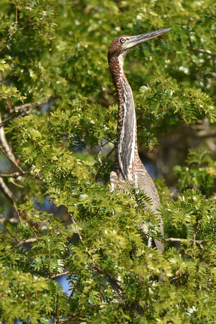 Rufescent Tiger Heron (Tigrisoma lineatum)