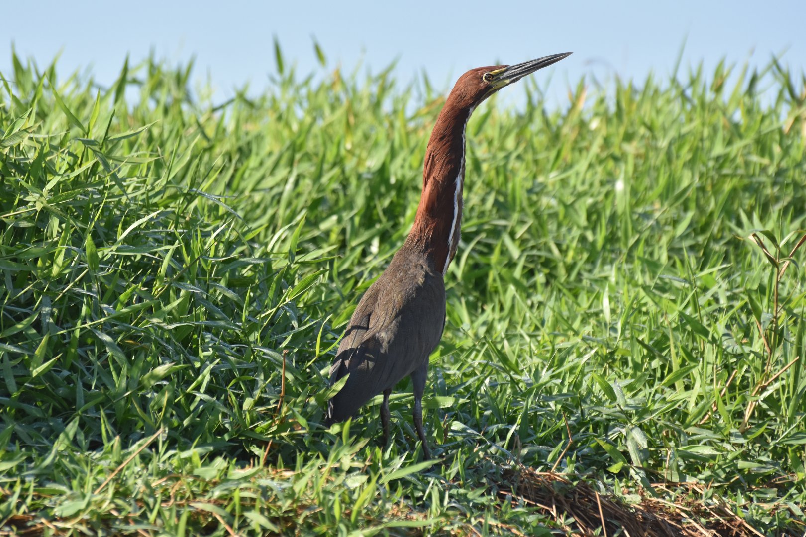 Rufescent Tiger Heron (Tigrisoma lineatum)
