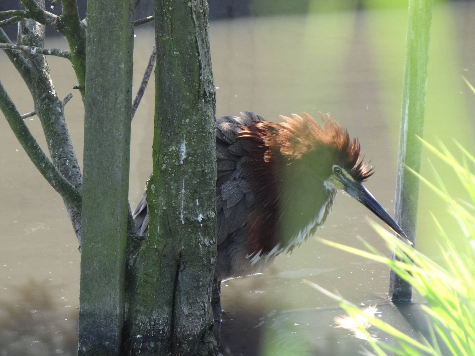 Rufescent tiger-heron