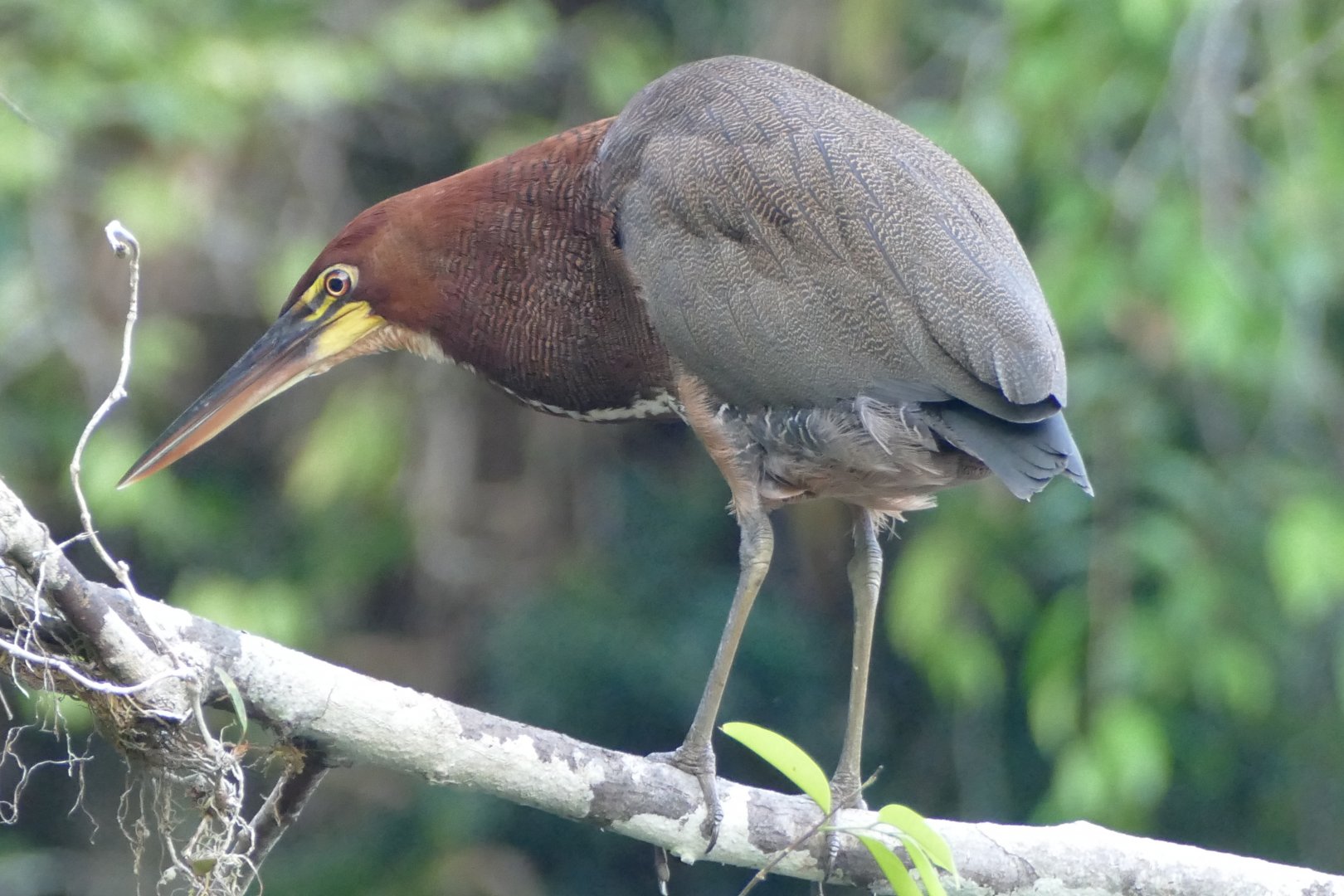 Rufescent Tiger-heron